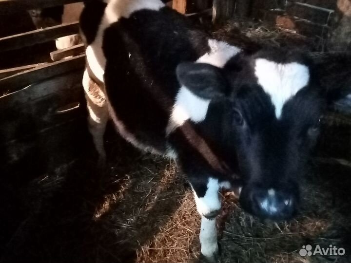 Продам телят бычков