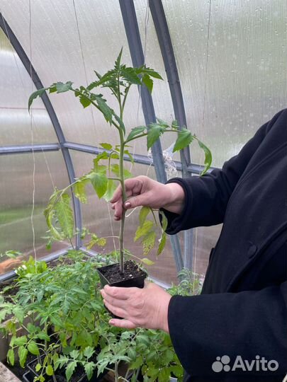 Рассада. Помидор. Перец. Капуста