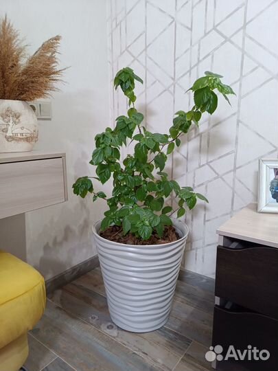 Гибискус китайская роза