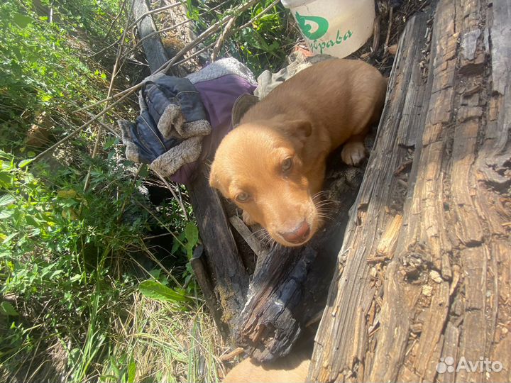 Щенки 2 месяца