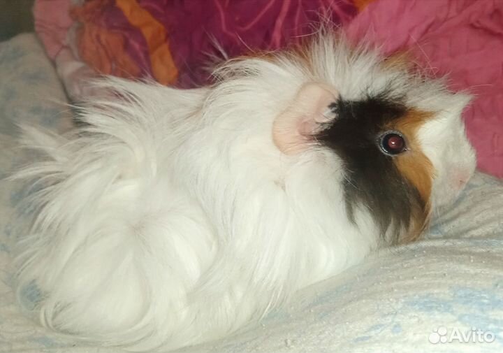 Морская свинка перуанская