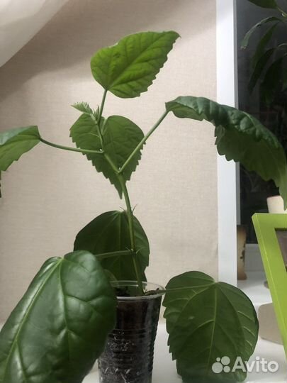 Гибискус китайская роза