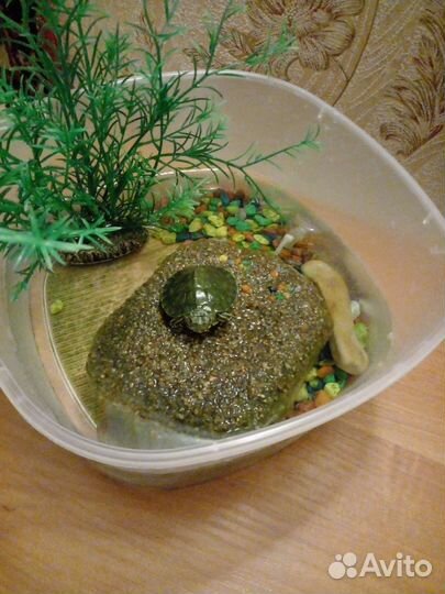 Продается водная черепаха