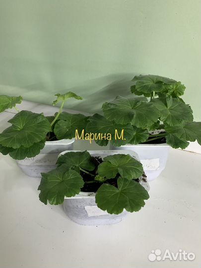 Пеларгония герань Tara Caws