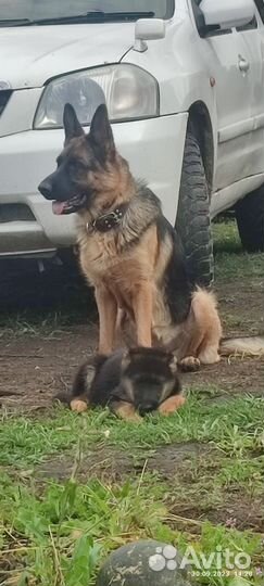 Немецкая овчарка детки с РКФ и без