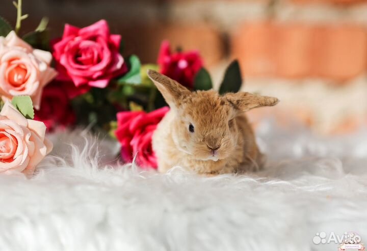 Декоративные крольчата из питомника