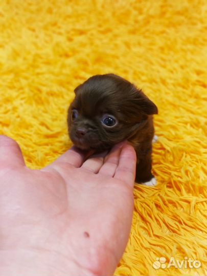 Чихуахуа маленький мальчик