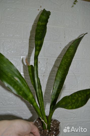Сансевиерия аубрутиана дракон
