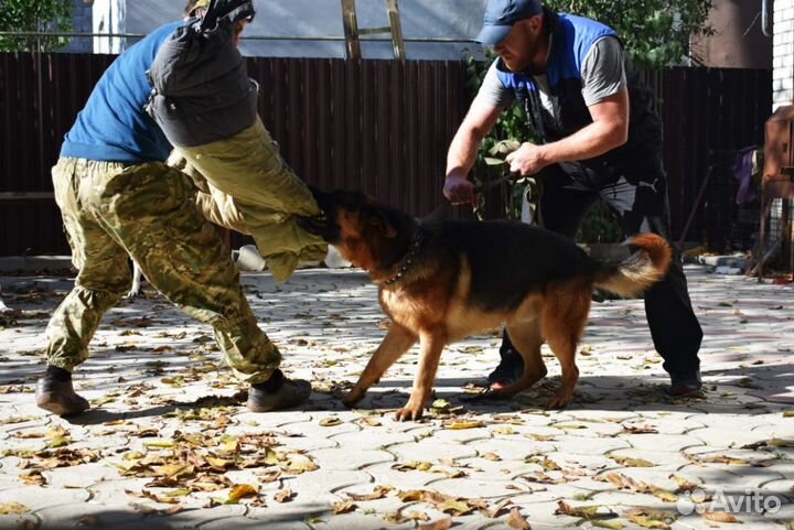 Кобель для вязки