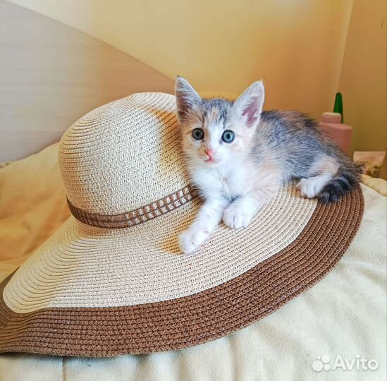 Крымская степная кошка