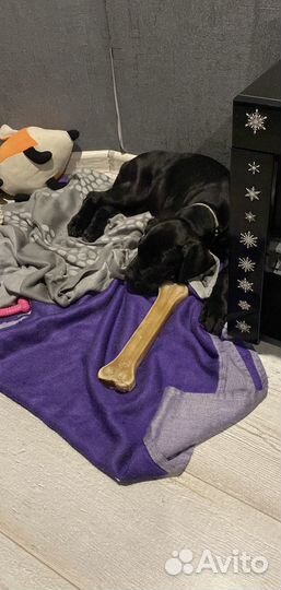 Щенок кане корсо