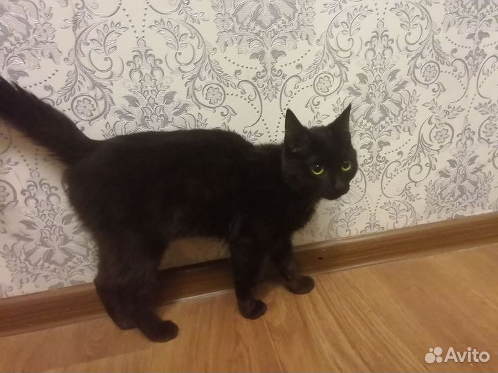 Домашние животные кошки