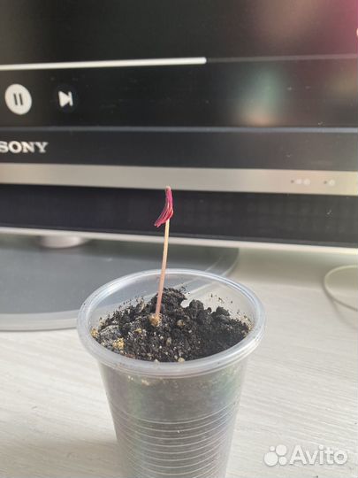 Продам Кислицу треугольную