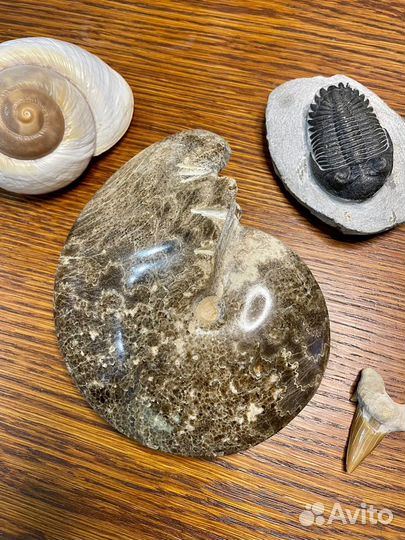 Аммонит Choffaticeras