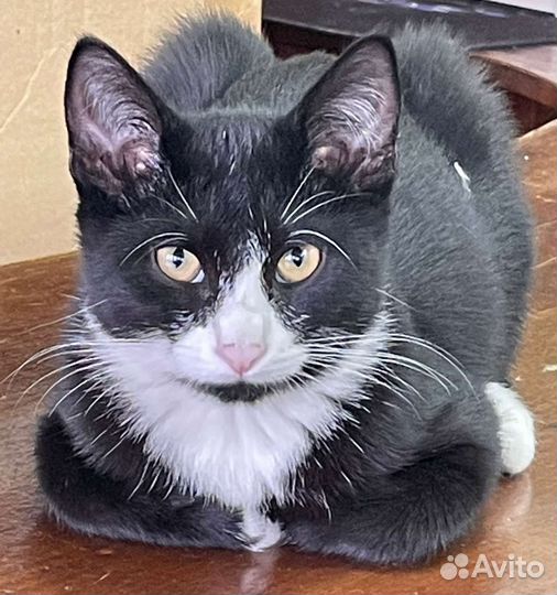 Кошки в добрые руки бесплатно