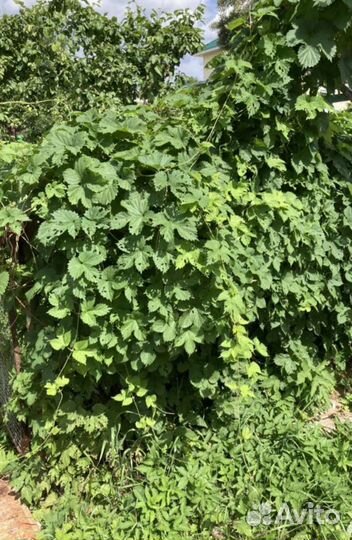 Хмель, саженцы