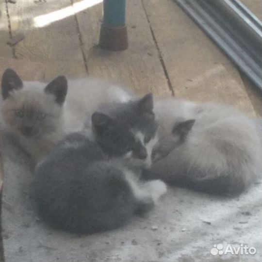 Котята в добрые руки бесплатно