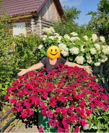 Рассада петунии тайдал