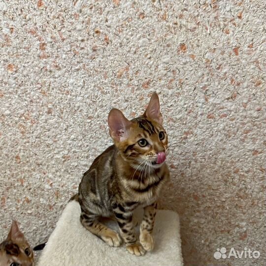 Бенгальские котята