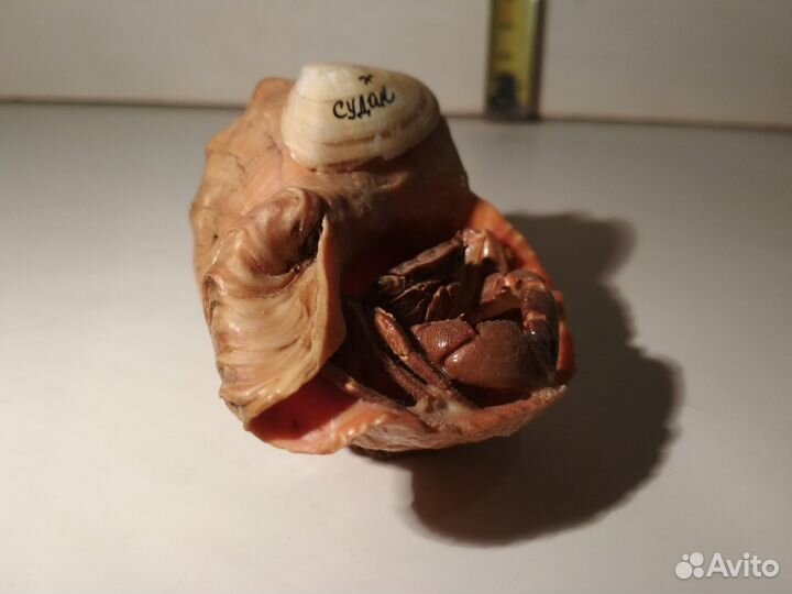 Ракушка Судак с засушенным крабиком из 90х