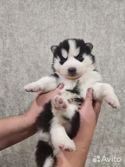 Щенки сибирской Хаски