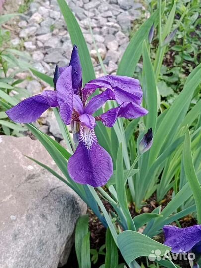 Цветы для сада, дачи, ирисы