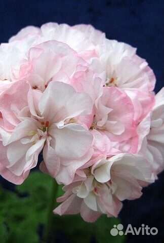 Пеларгония Marta