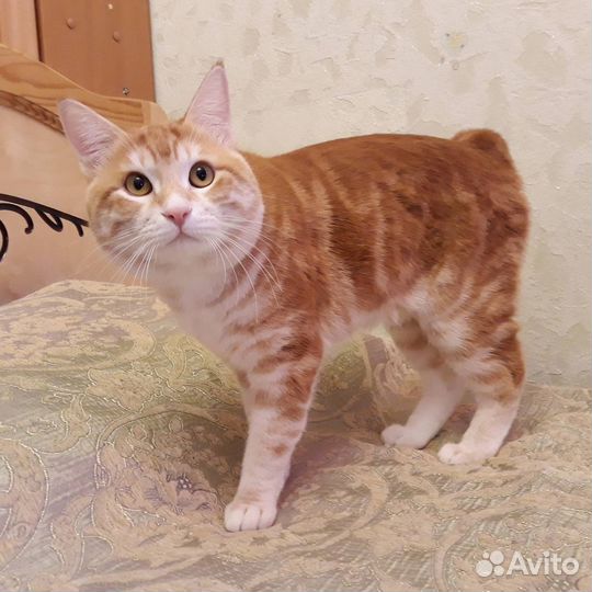 Вязка курильский боптейл