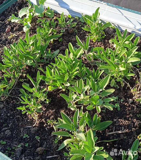 Шалфей лекарственный. Пряные травы