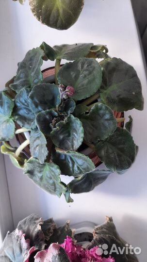 Фиалка в горшках