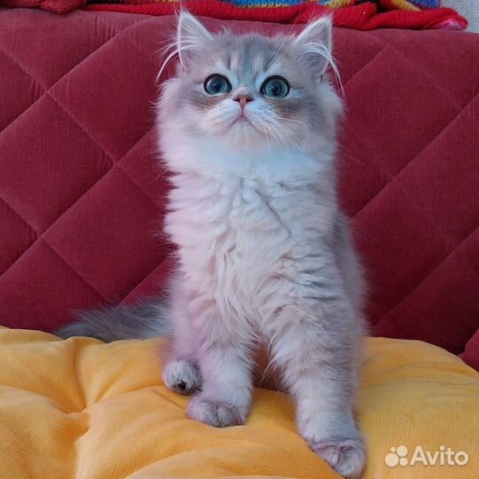 Шотландская прямоухая девочка