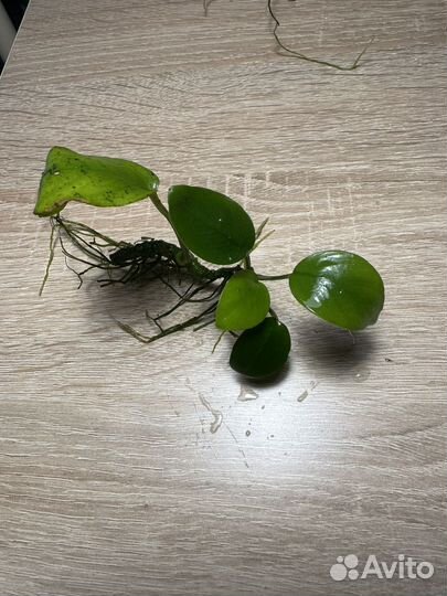 Аквариумные растения