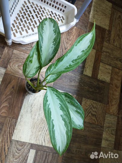 Аглаонема Сильвер Бей