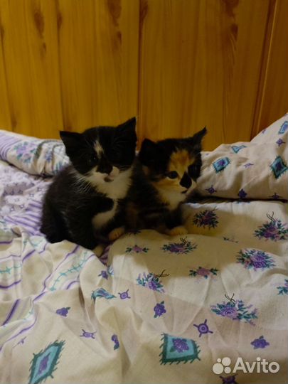 Сибирские котята