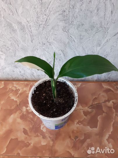 Спатифиллум пикассо