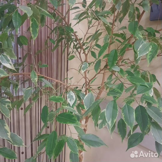 Фикус бенджамина большой