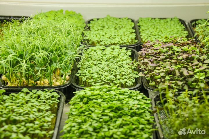 Свежая зелень, микрозелень, проростки
