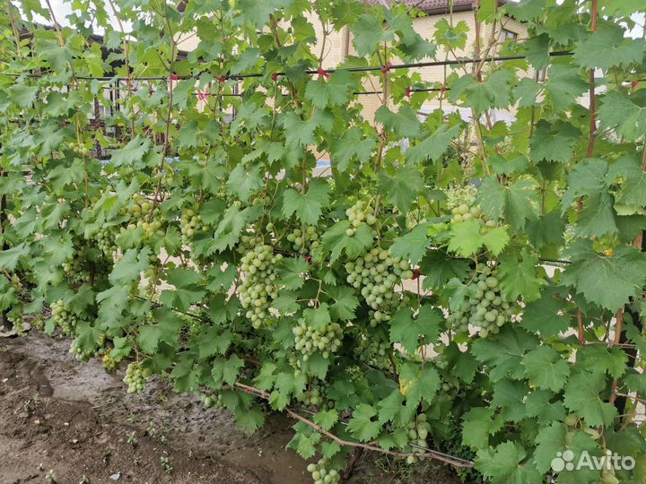 Обрезка винограда, малины, благоустройство сада