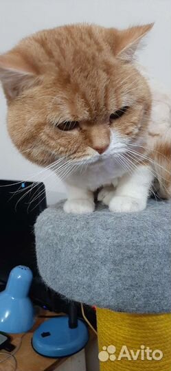 Кот шотландец вязка