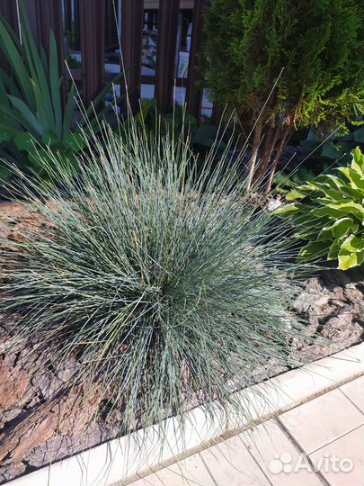 Овсяница сизая