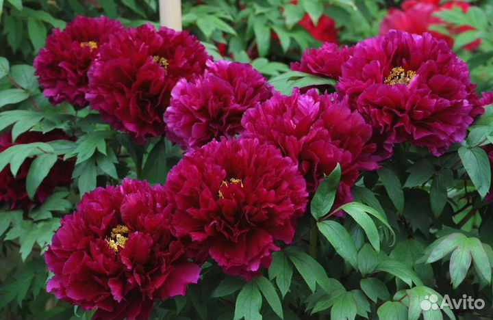 Пионы разные