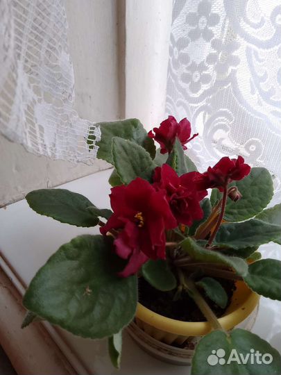 Фиалка в горшках