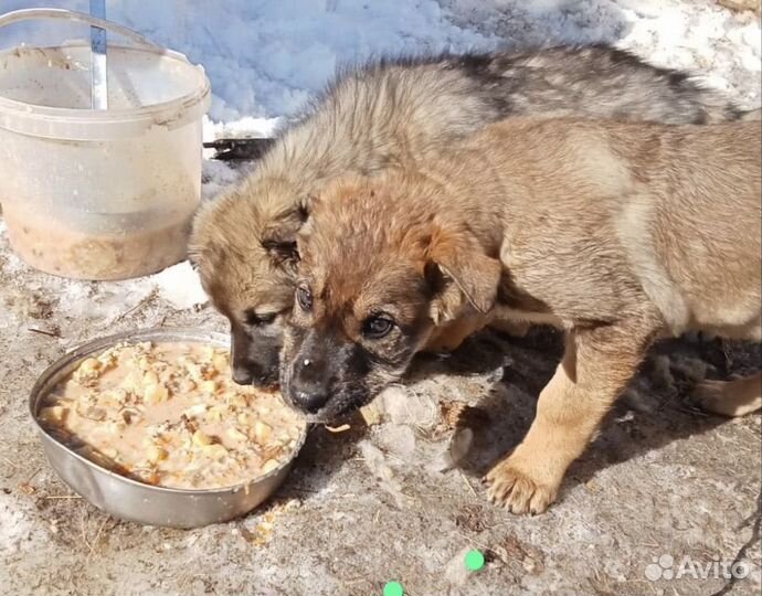 Щенки овчарки