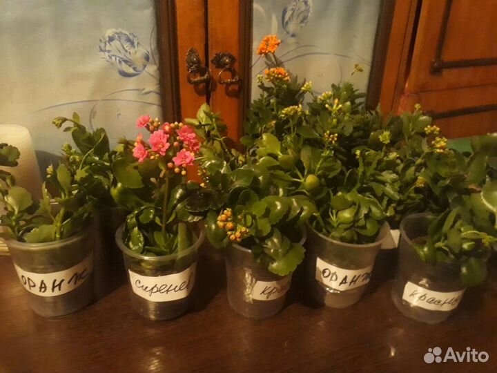 Каланхоэ цветущий