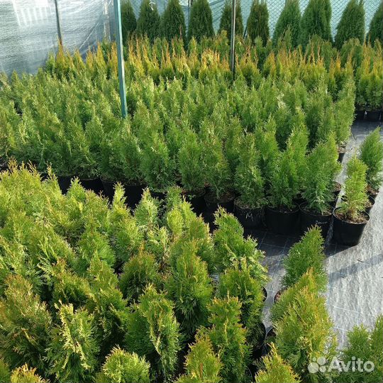 Туя западная Смарагд