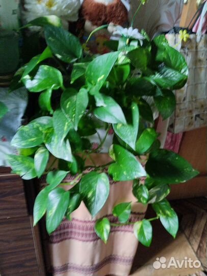 Цветы вьюны домашние