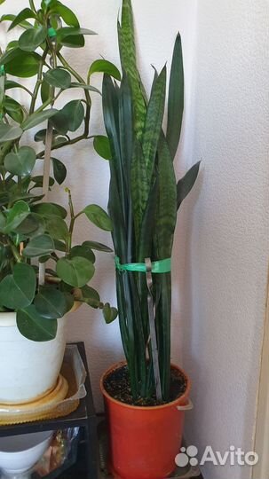 Сансевиерия тещин язык