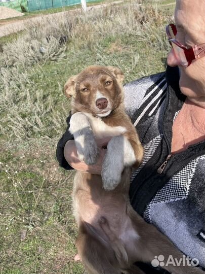 Собака в добрые руки отдам бесплатно