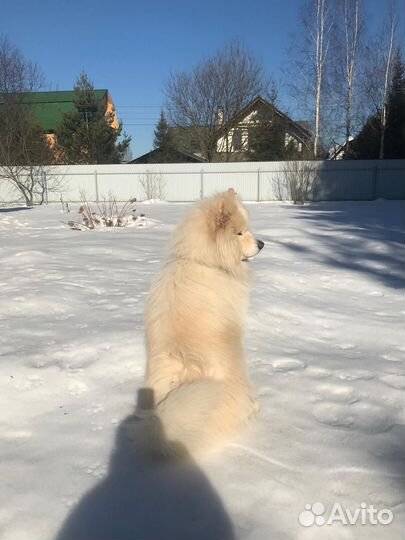 Самоедская лайка вязка