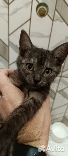 Котятки в добрые руки